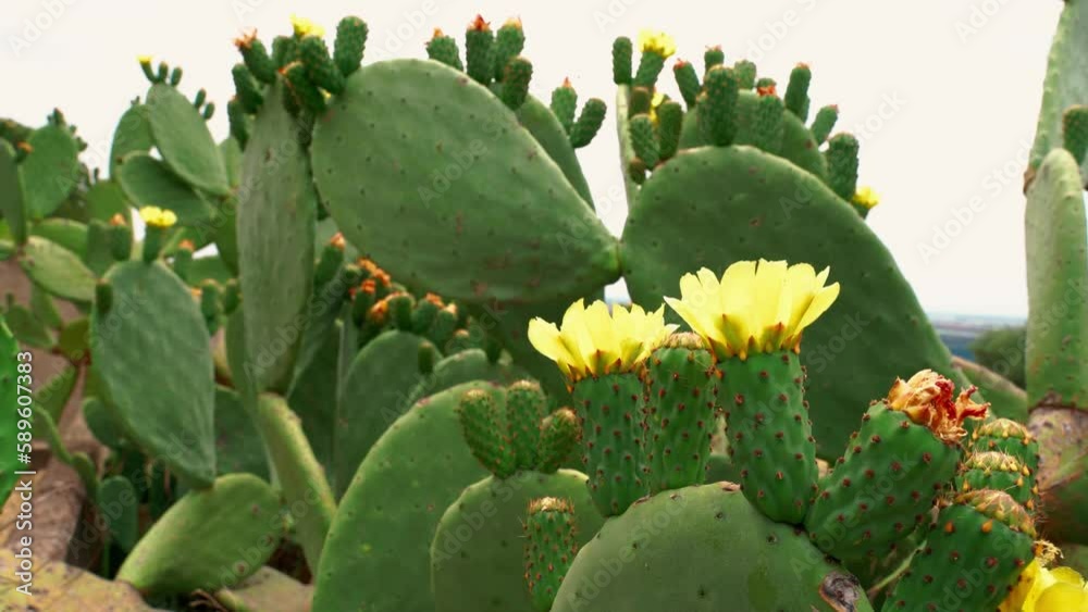Prickly pears in flower 6 Prickly pears in flower 6