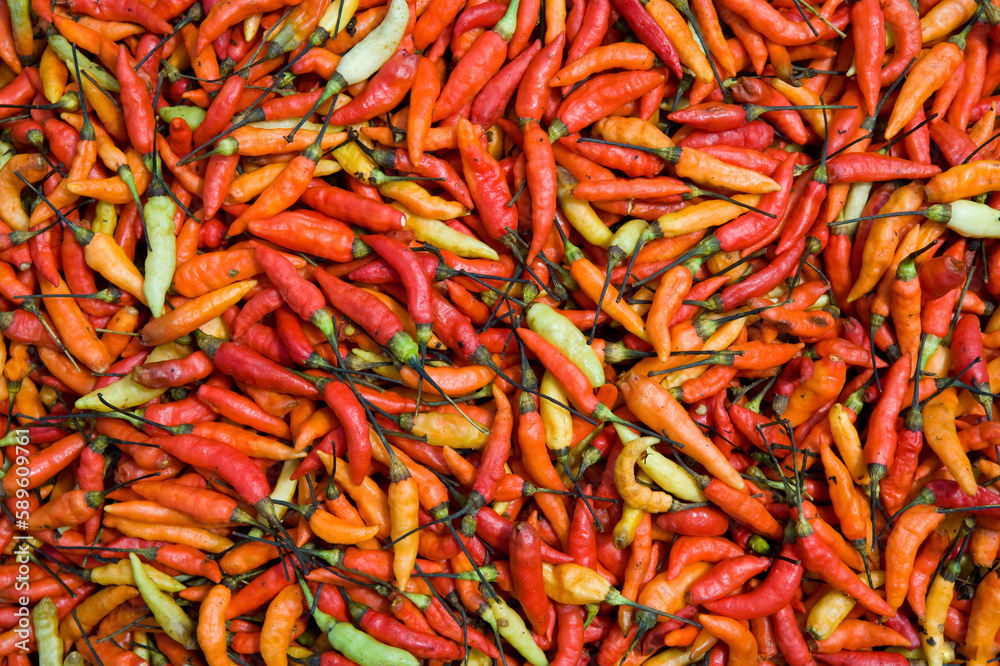 Red pepper (chili) (Capsicum frutescens) dried in the sun. Close-up. Indonesia. New Guinea. Red pepper (chili) (Capsicum frutescens) dried in the sun. Close-up. Indonesia. New Guinea.