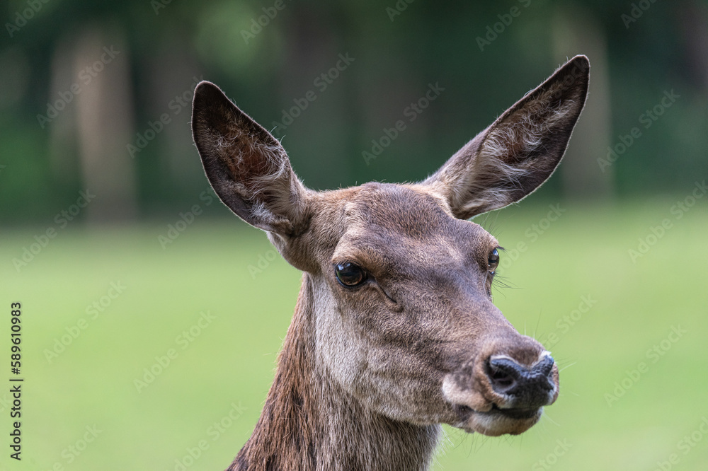 Fototapeta premium Rottier