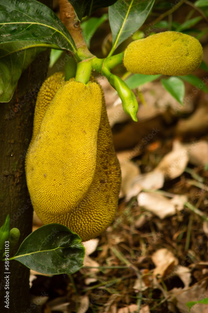 fruits fruits