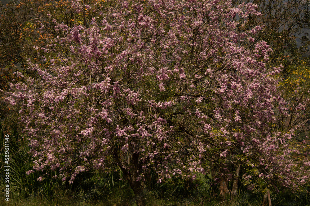 flowers in trees