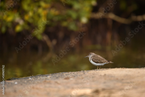 common sandpiper Standing around the lake surrounded by beautiful green trees
 photo