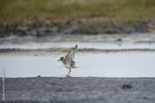 common sandpiper Standing around the lake surrounded by beautiful green trees
 photo