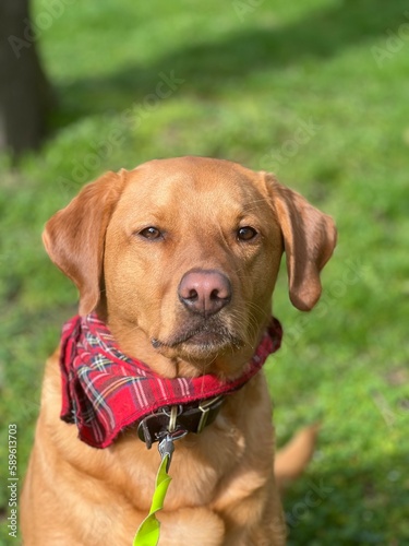 portrait of a dog