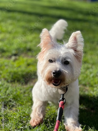 west highland white terrier