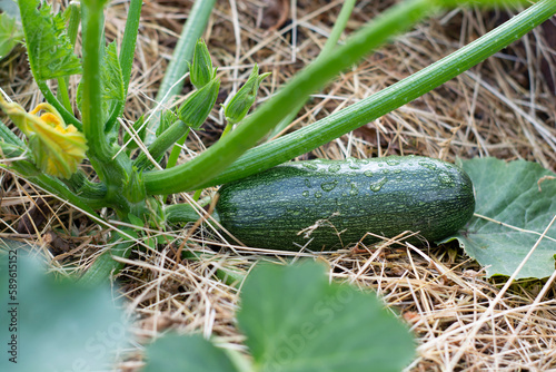 Zucchini in a bed mulched with dry grass