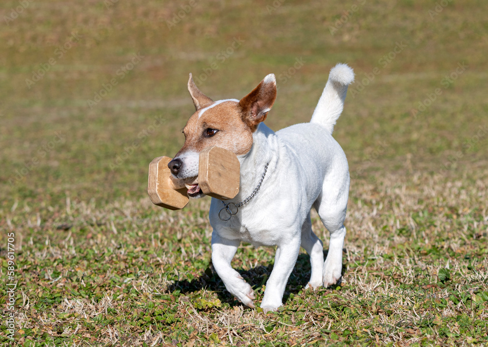 training of jack russel terrier