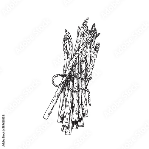 Asparagus vector drawing. Hand drawn on a white background. Summer vegetables engraved style illustration. Great for labels, posters, prince.
