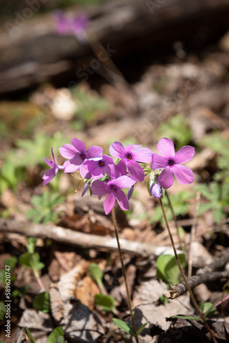 Wild phlox flowers on the forest floor on a sunny spring day. Also known as Woodland phlox, Wild blue phlox (Phlox divaricata) is a delicate perennial.