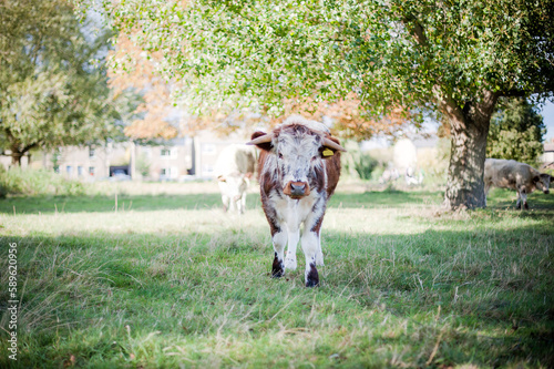 A mottled brown and white cow looks at the camera whilst standing on Stourbridge common in Cambridge, UK next to the river Cam photo