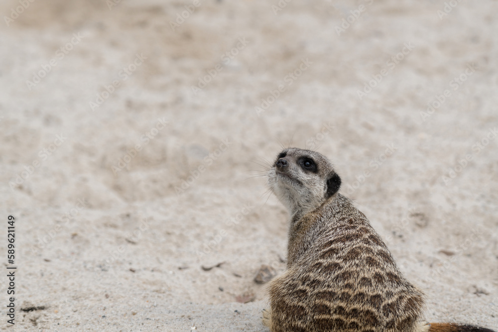 Obraz premium meerkat on guard looking behind whilst on sentry duty against a sandy backdrop