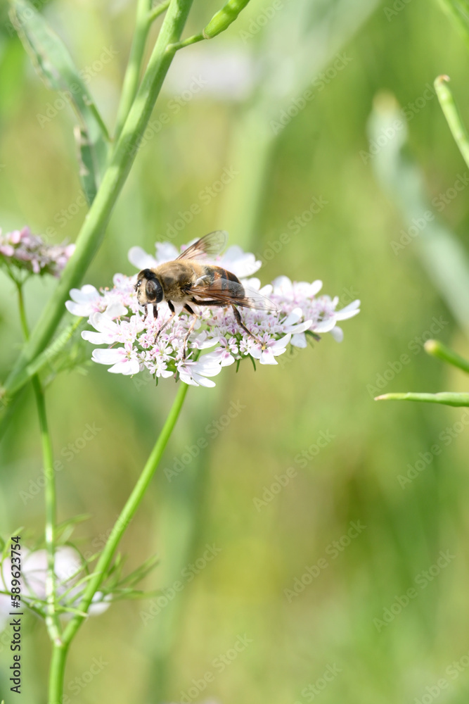 closeup the brown black honey bee hold on coriander flower with plants and leaves in the farm soft focus natural green brown background. closeup the brown black honey bee hold on coriander flower with plants and leaves in the farm soft focus natural green brown background.