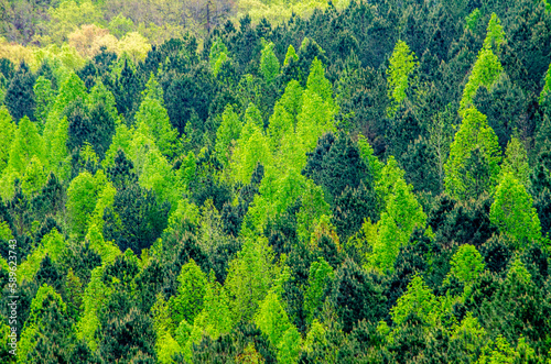 landscape with a mixture of trees near alabama highway 431 in Calhoun County, near Anniston, Alabama, USA