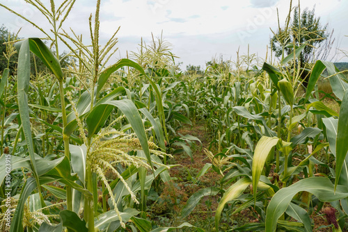 Corn in the field. Corn plantation