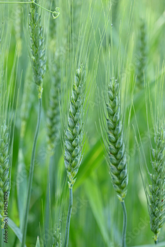 closeup the bunch ripe green wheat stitch plant growing with leaves in the farm field soft focus natural green brown background.