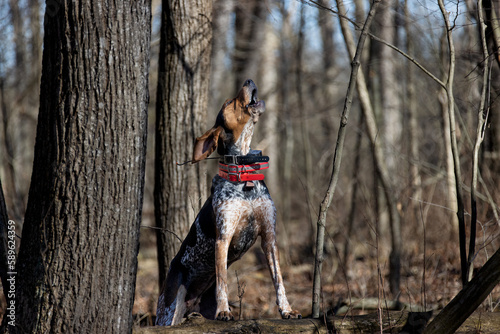 Bluetick hound dog howling in the woods.