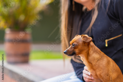 Beautiful brown pinscher dog staring at the horizon while she is pampered by her owner