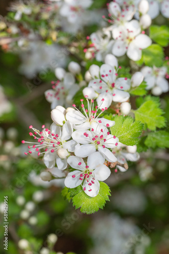 Crataegus marshallii tree covered in white flowers. photo