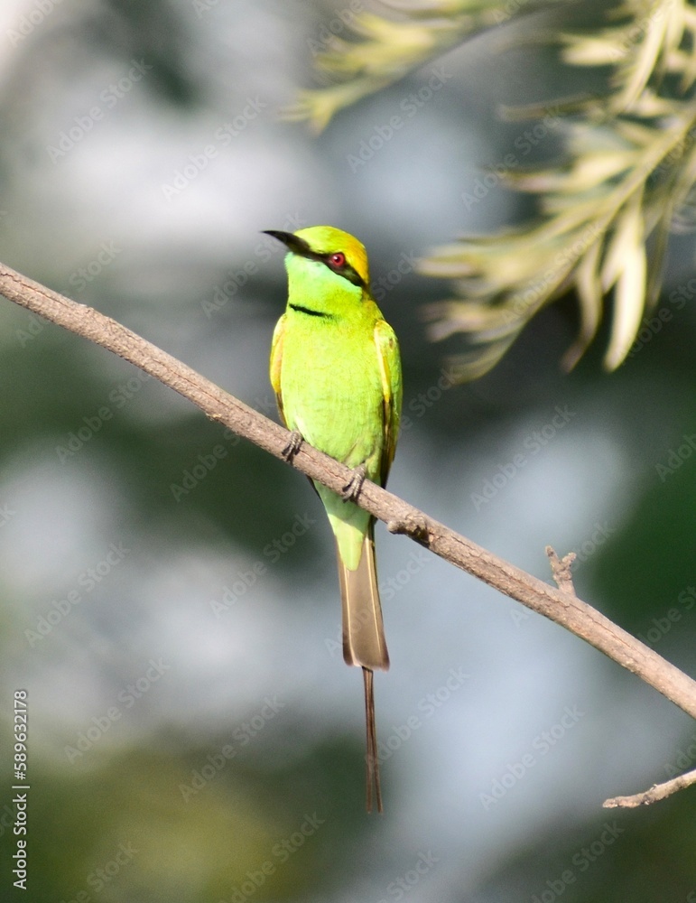 Naklejka premium The Green Bee Eater a Member of the passerine bird family in action at the Katraj Snake Park in Pune, Maharashtra, India