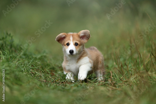 Cute little welsh corgi pembroke puppy in nature