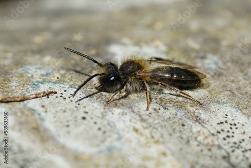 Closeup on a male mellow miner bee, Andrena mitis warming up on a piece of wood