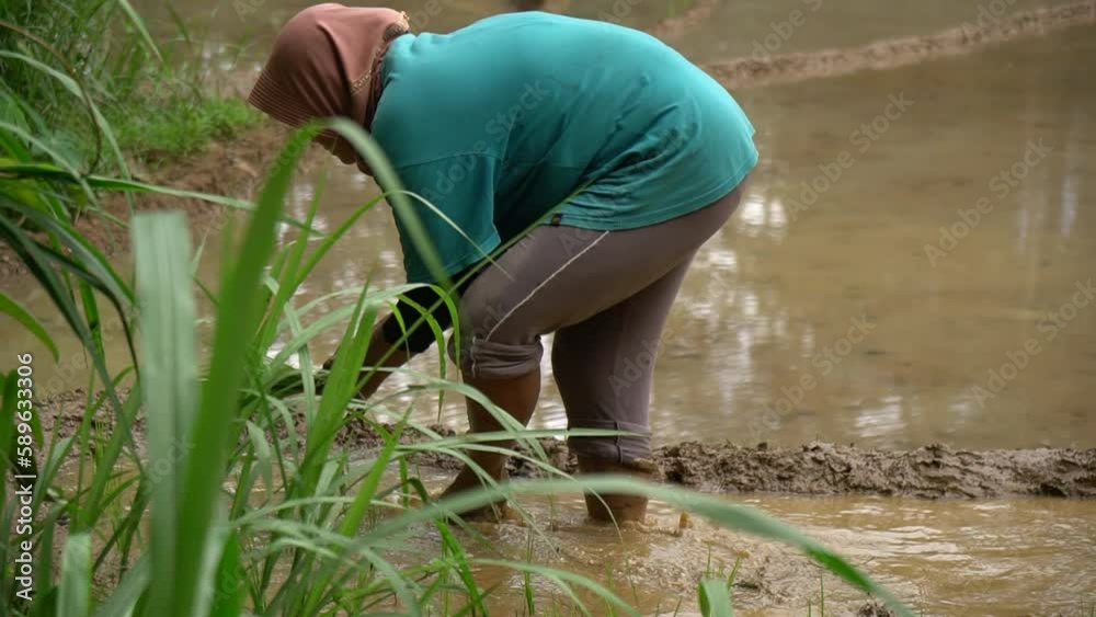 A group of farmers in rural areas in Indonesia are in the fields to