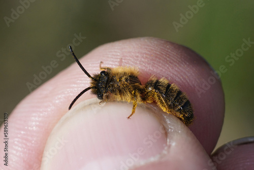 Closeup on a female female grey-gastered mining bee, Andrena tibialis between two fingers photo