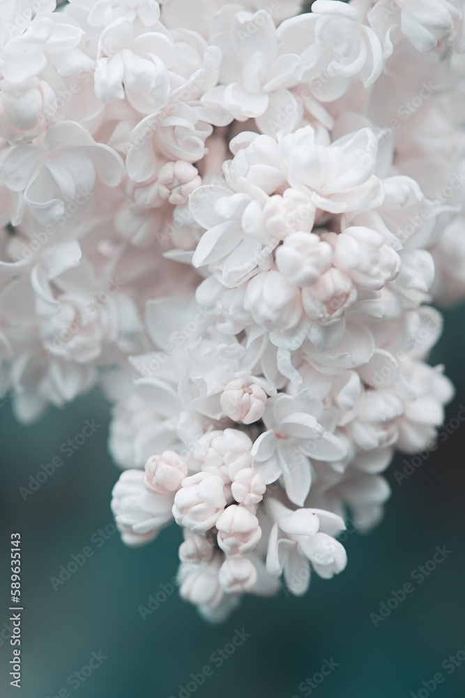 Blossoming lilac tree branch background. Spring background. Copy space. Soft focus Blossoming lilac tree branch background. Spring background. Copy space. Soft focus