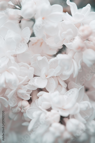 Blossoming lilac tree branch background. Spring background. Copy space. Soft focus  © D'Action Images