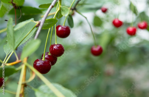 cherry berries on a tree in the garden in summer