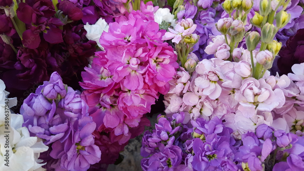 Levkoje Blumenstrauß pink lila Blüten Matthiola Blume