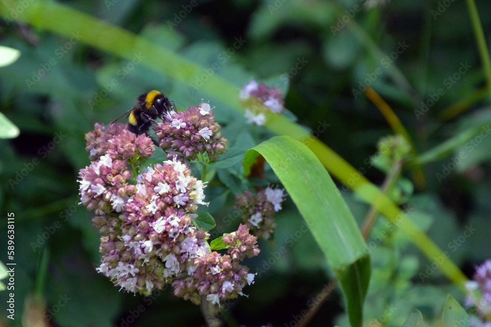 Closeup of a large earth bumblebee (Bombus terrestris) on a light purple oregano flower on a sunny summer day Closeup of a large earth bumblebee (Bombus terrestris) on a light purple oregano flower on a sunny summer day