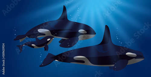 Vector illustration of a family orca, under the sea. Isolated items. Killer whales, beauty of nature