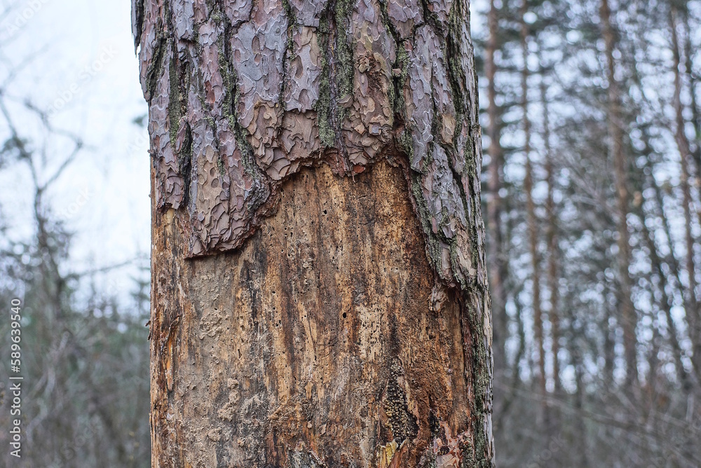 part of a sick one old brown pine with dry fallen bark in the forest