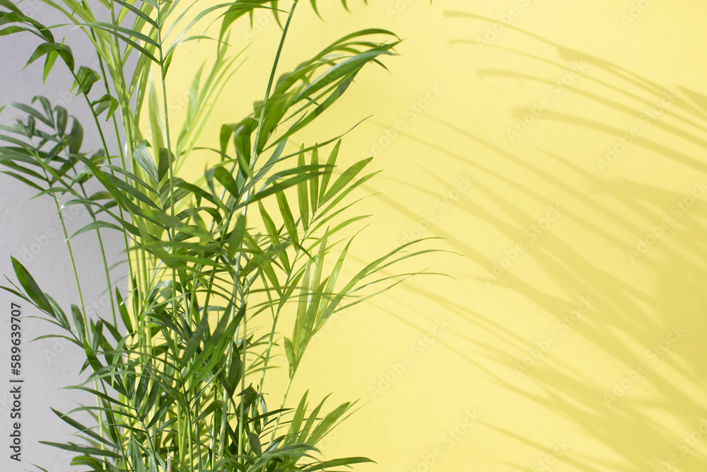 Fototapeta premium Green branches of a decorative palm tree with a shadow on a yellow-gray background. Natural background. Selective focus