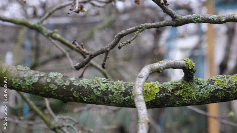 Garden trees covered with moss and lichen slow down their growth, bear fruit poorly, branch disease. growths on the shoots create a favorable habitat for insect pests. Dangerous state of the quince Garden trees covered with moss and lichen slow down their growth, bear fruit poorly, branch disease. growths on the shoots create a favorable habitat for insect pests. Dangerous state of the quince