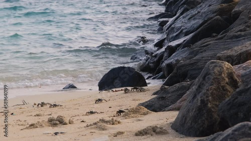 Wallpaper Mural Swift-footed rock crabs moving on a sand beach in Maldives. Ocean life and wildlife concept Torontodigital.ca