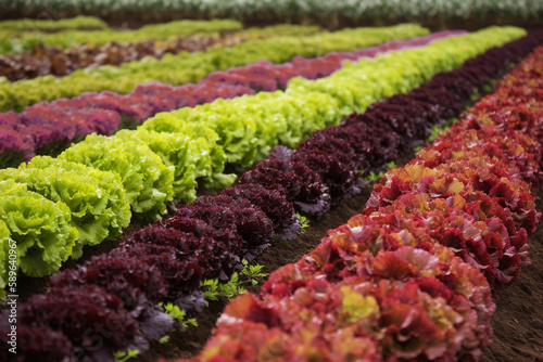Leaf lettuce field. Generative AI