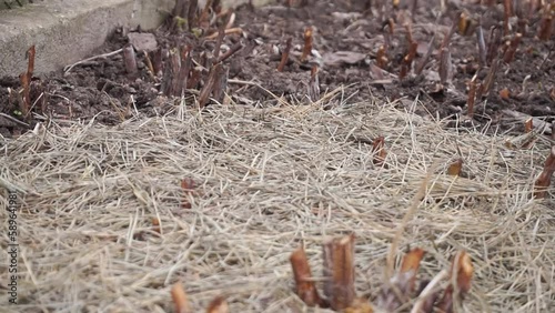 Pruned Raspberry Canes Grow in Pine Straw Mulch in the Garden. Gardener Covers the Soil with Dry Pine Needles, Close-up.