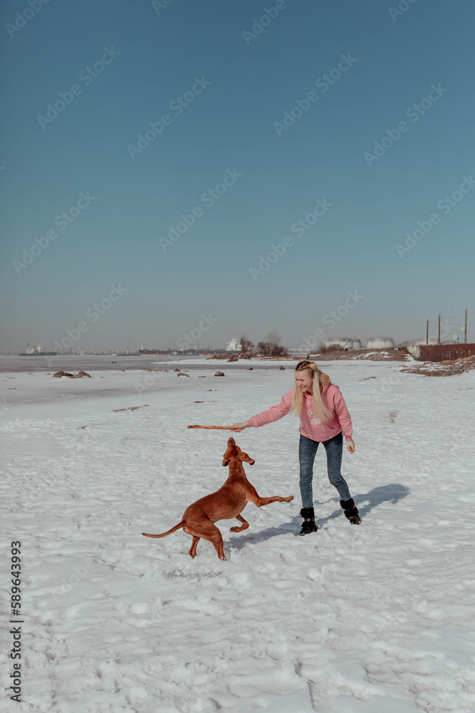 Girl plays with dog with stick in winter Girl plays with dog with stick in winter