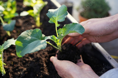 hands planting vegetable seedlings (kohlrabi) in a raised bed on a balcony in evening light