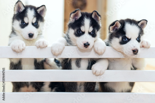 Valokuvatapetti Group of cute playful Siberian Husky puppies are playing at home