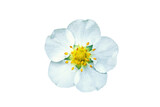 White strawberry flower isolated on transparent background. Fragaria vesca blooming wildflower cut out