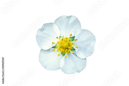 White strawberry flower isolated on transparent background. Fragaria vesca blooming wildflower cut out photo