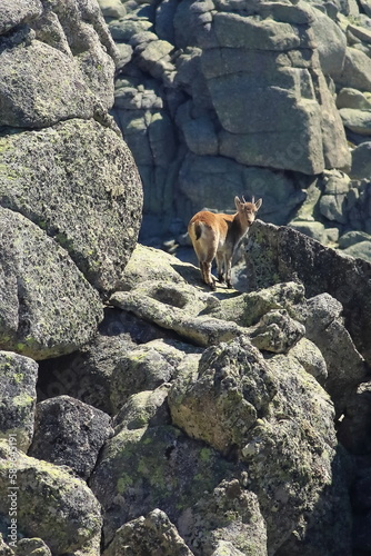 Young Gredos Mountain goat photo