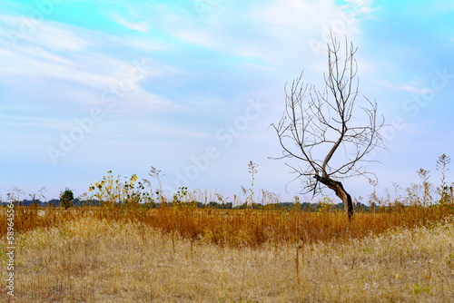 Wallpaper Mural A lonely dead tree against the sky in the clouds. Torontodigital.ca