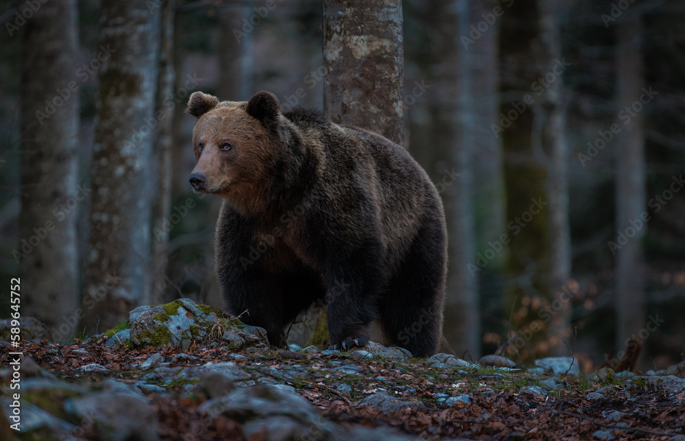 Brown bears in the Slovenian forest