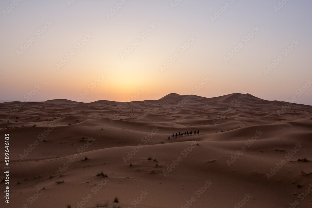 Caravana de camellos en el desierto al atardecer.