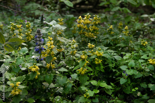 Yellow archangel plant Lamium galeobdolon with yellow flowers growing in a forest