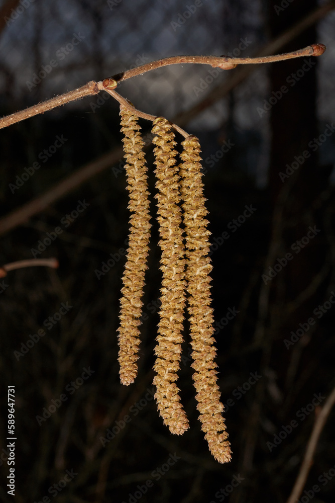 Staminate catkins of common hazel (lat. Corylus avellana) bloomed in early spring before the appearance of leaves. Hazel (lat. Corylus) is a genus of shrubs in the Birch family. Staminate catkins of common hazel (lat. Corylus avellana) bloomed in early spring before the appearance of leaves. Hazel (lat. Corylus) is a genus of shrubs in the Birch family.